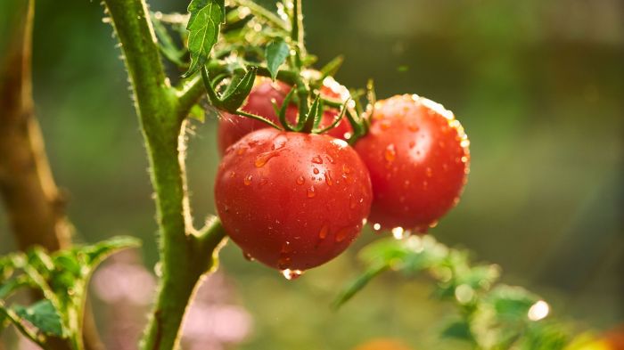 How often do you water tomato plants