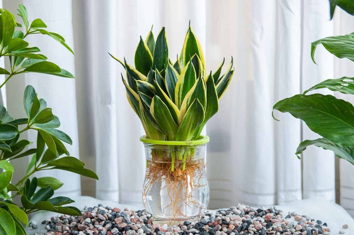 How to water snake plants