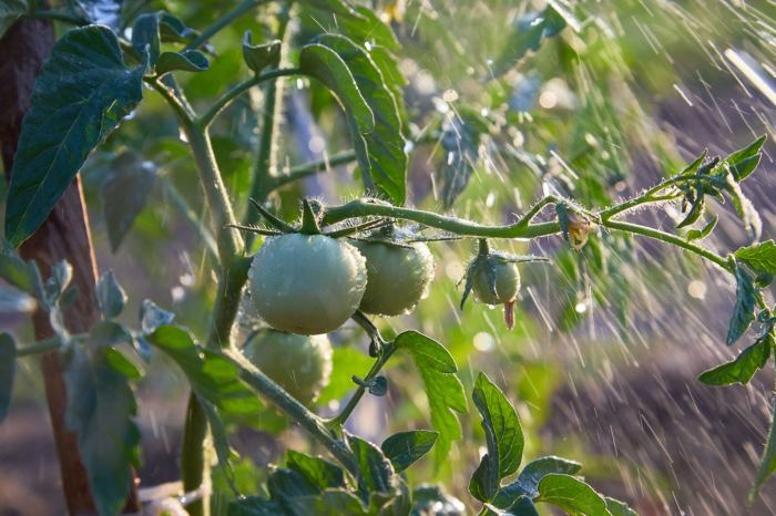 How often water tomato plants