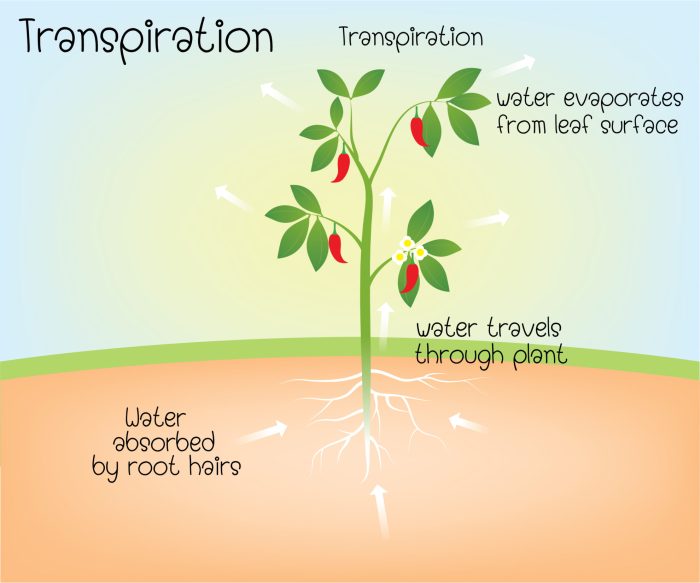 What does water do to help plants grow