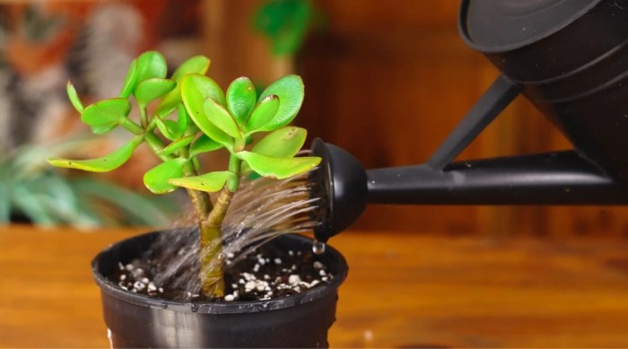 How often to water jade plant