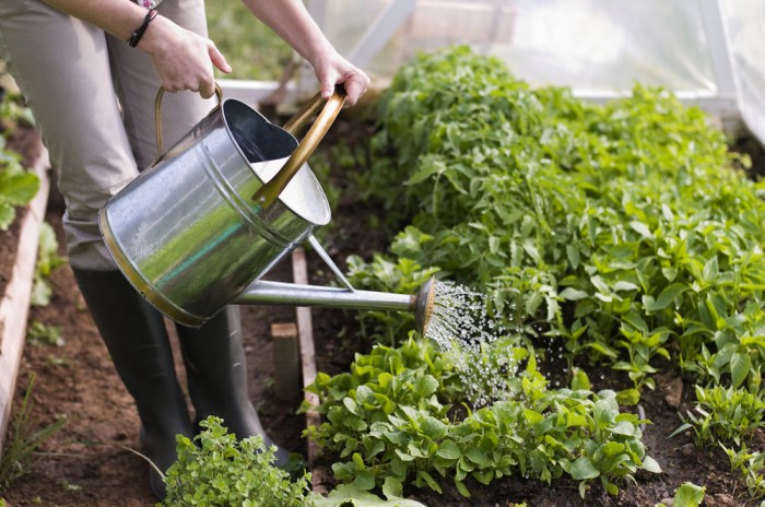 How to make banana water for plants