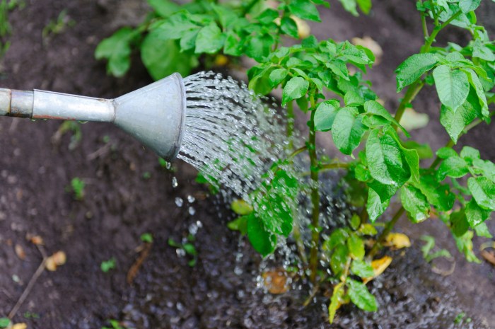 When to water plants