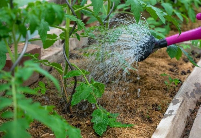 Do tomato plants need a lot of water