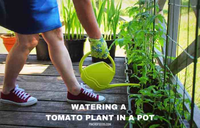 How often do you water tomato plants