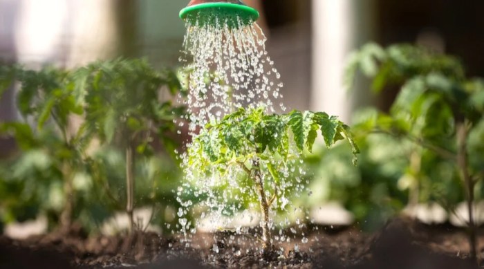 When to water tomato plants