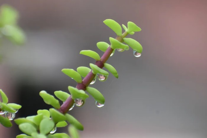 How often to water jade plant