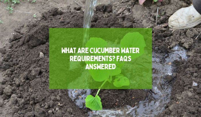 How much water do cucumber plants need