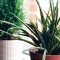 How Often Do You Water Aloe Vera Plants?