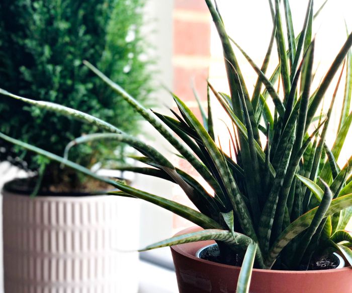 How often should you water an aloe plant