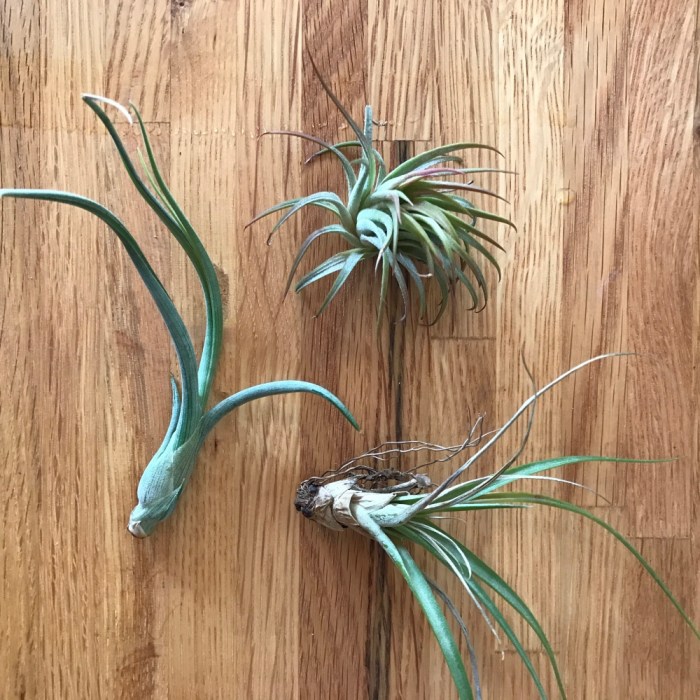 How to water air plant