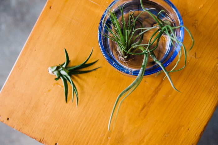 How do i water an air plant