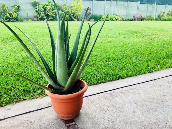 How often should you water an aloe plant