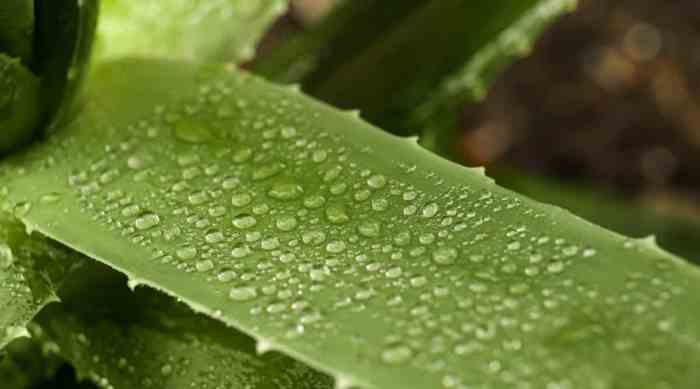 Does aloe plants like sugar water