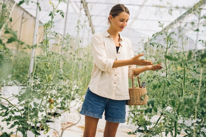 How often water tomato plants