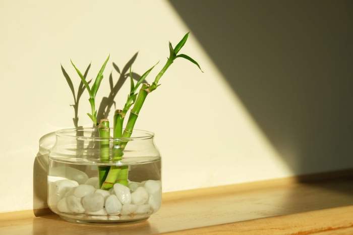 How often to water bamboo plant