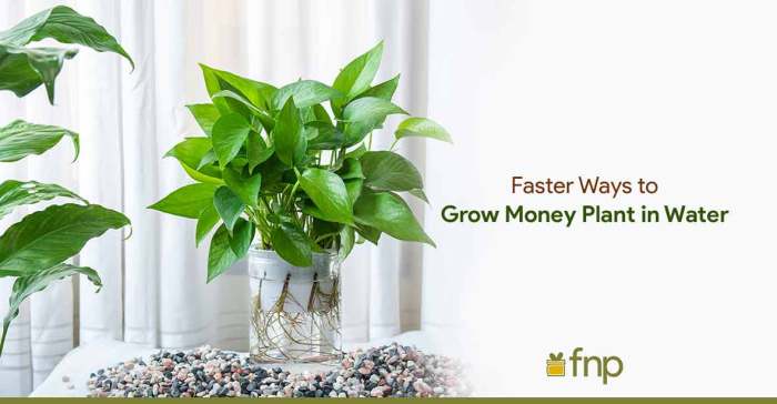 How to water a money plant