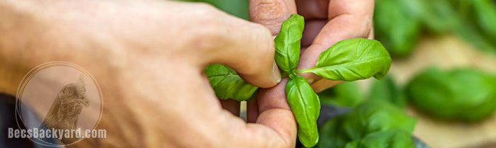 How often should you water a basil plant