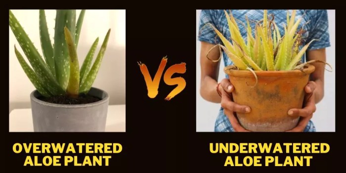 Does aloe plants like sugar water