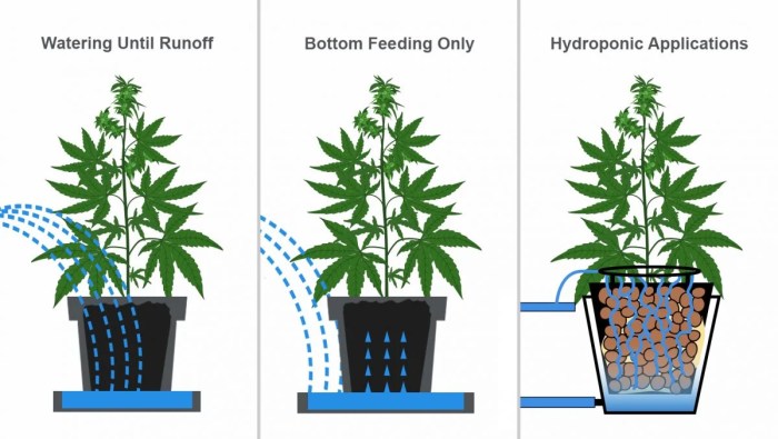 How much to water plants