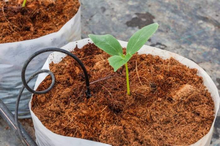 How much water do cucumber plants need