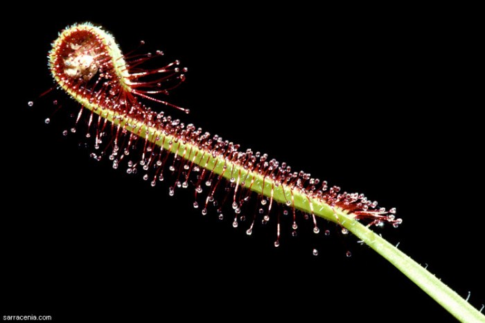 Can water plants move