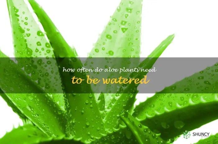 How often should you water an aloe plant