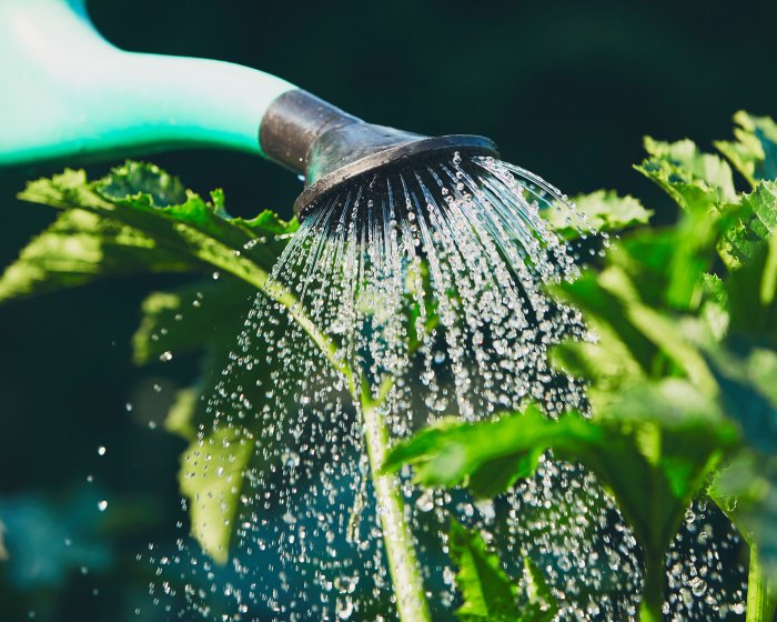 When is it best to water plants