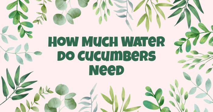 How much water do cucumber plants need