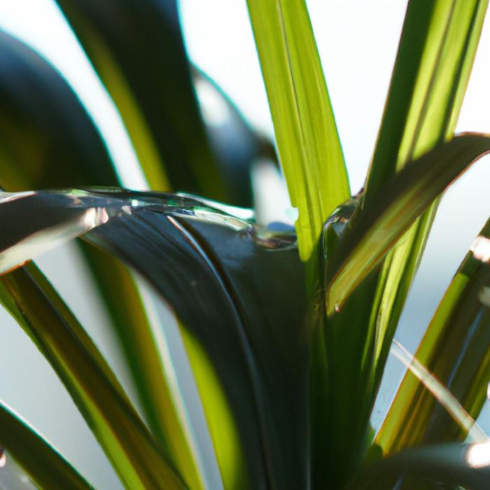 How much water does a spider plant need