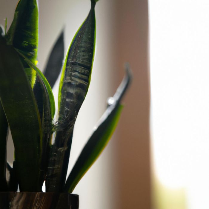 How much water does a snake plant need