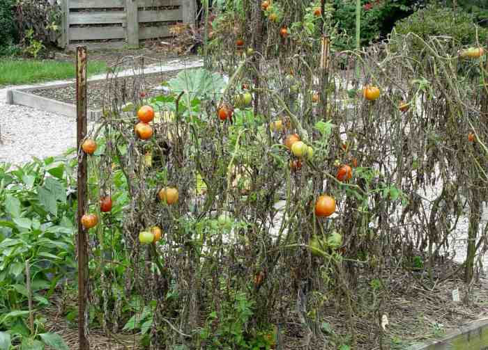 Do tomato plants need lots of water