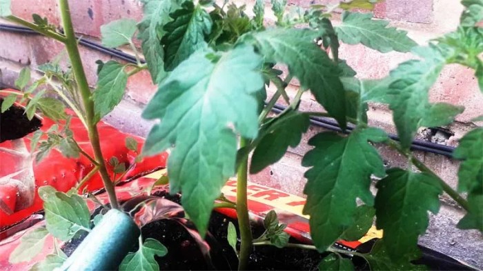 Do tomato plants need lots of water