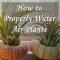 How Often to Water Air Plants