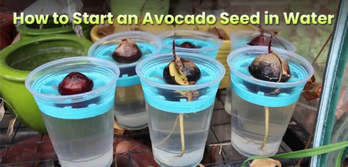 How to plant an avocado seed in water