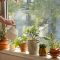 How to Water House Plants Successfully