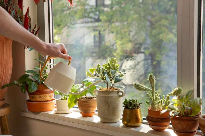 How to water house plants