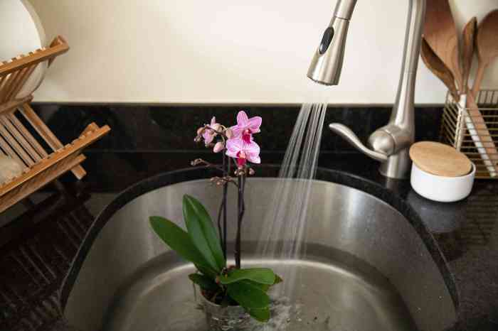 How do you water an orchid plant