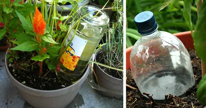 How to water plants while away