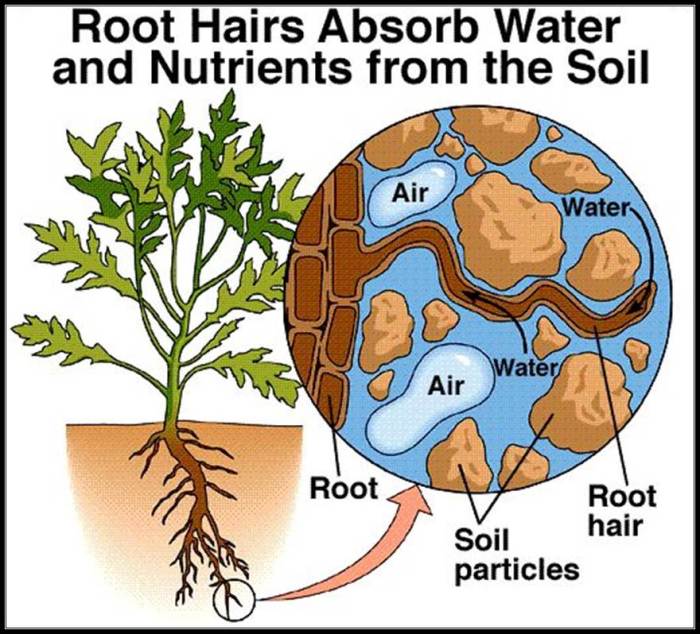 Roots soil reach nutrients transpiration absorbed