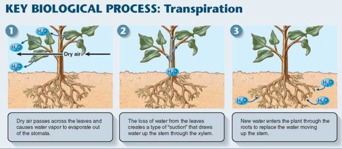 Where does water go on plants