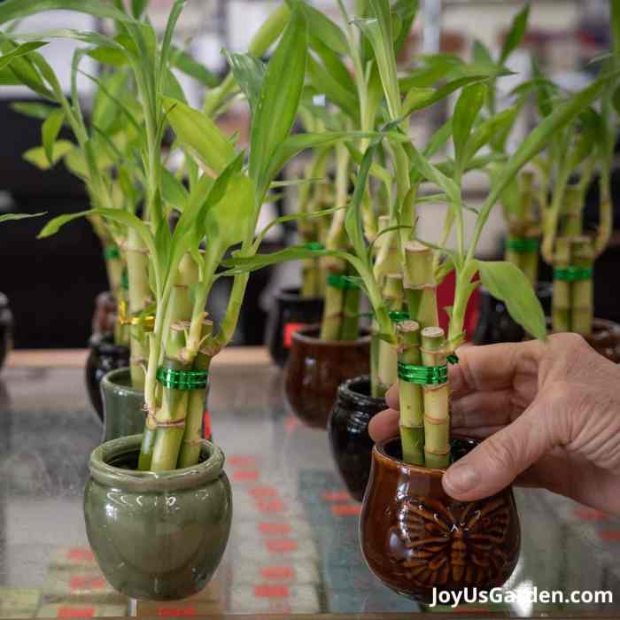 How often to water bamboo plant