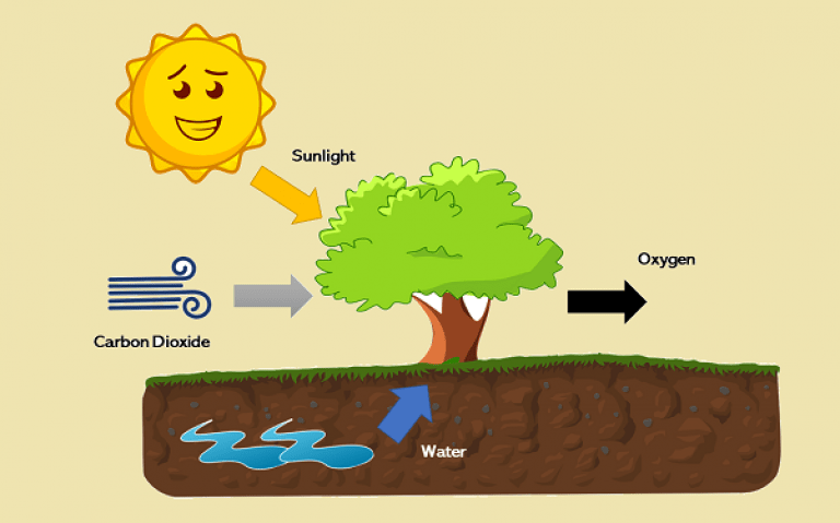 Which plant produce half the oxeygen water