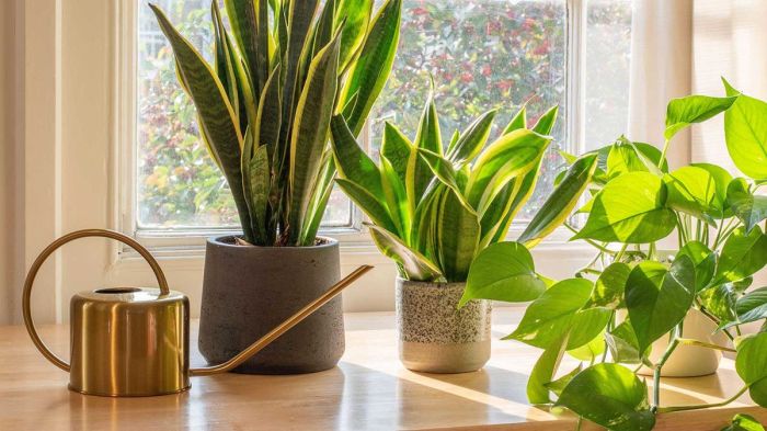 How often should you water a snake plant