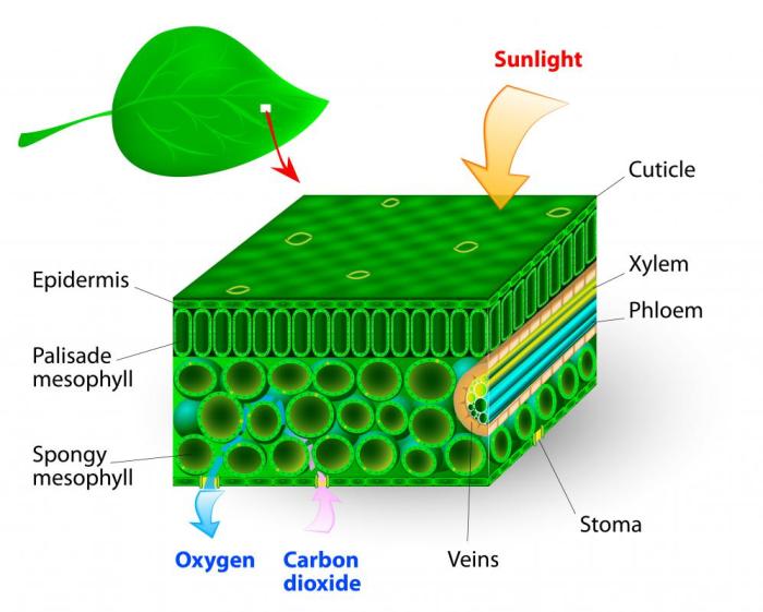 Why do plants love water in bio terms