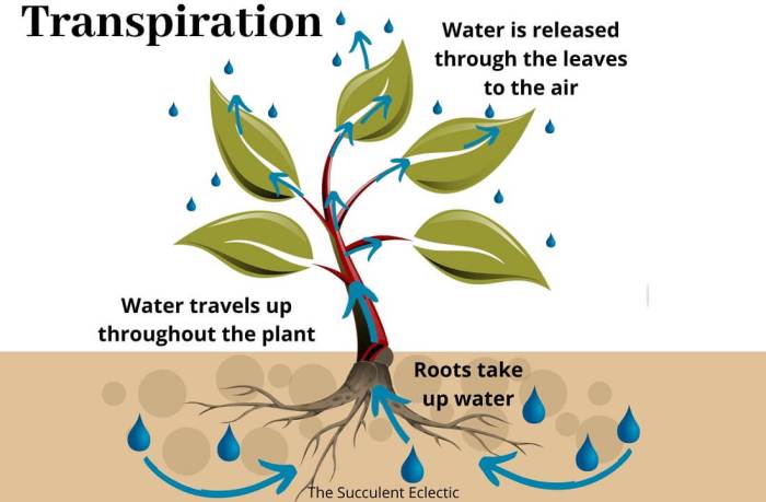 What is water leaving a plant called_