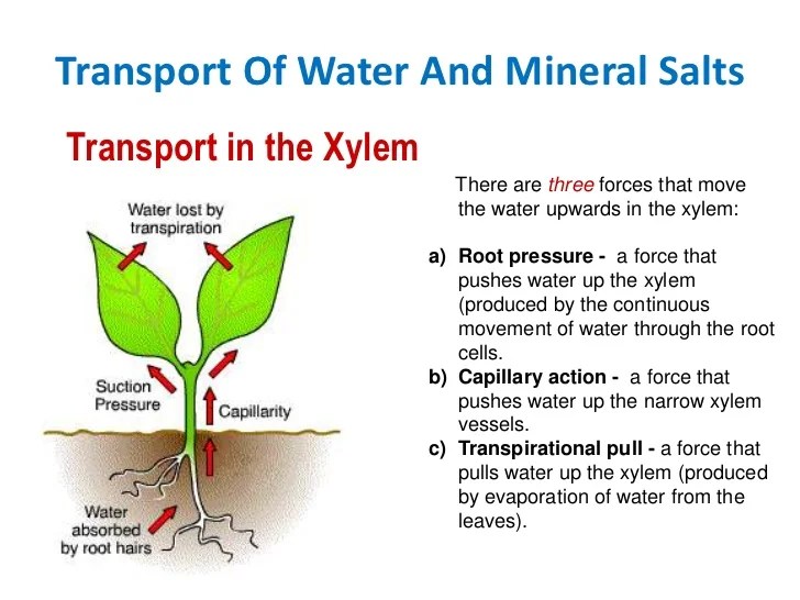 How does water help a plant out