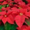 How Often Should Water Poinsettia Plants?