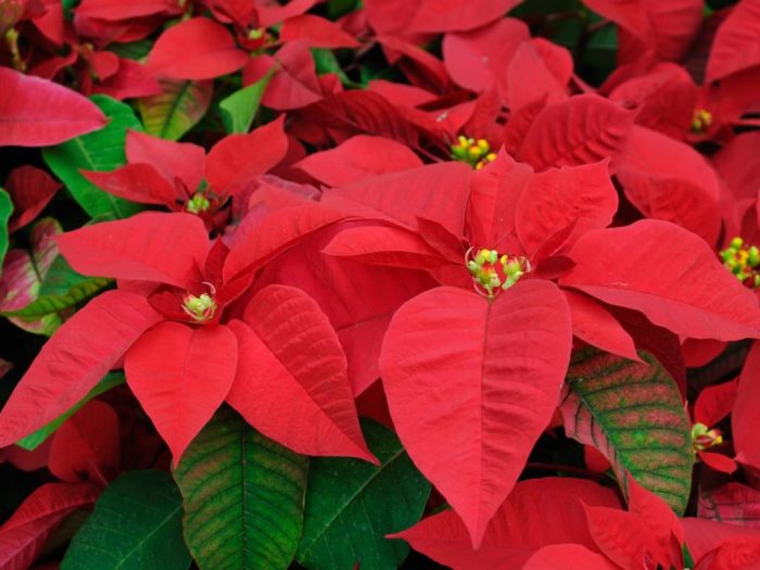 How often should water poinsettia plants