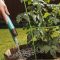 How Often Water Tomato Plants?